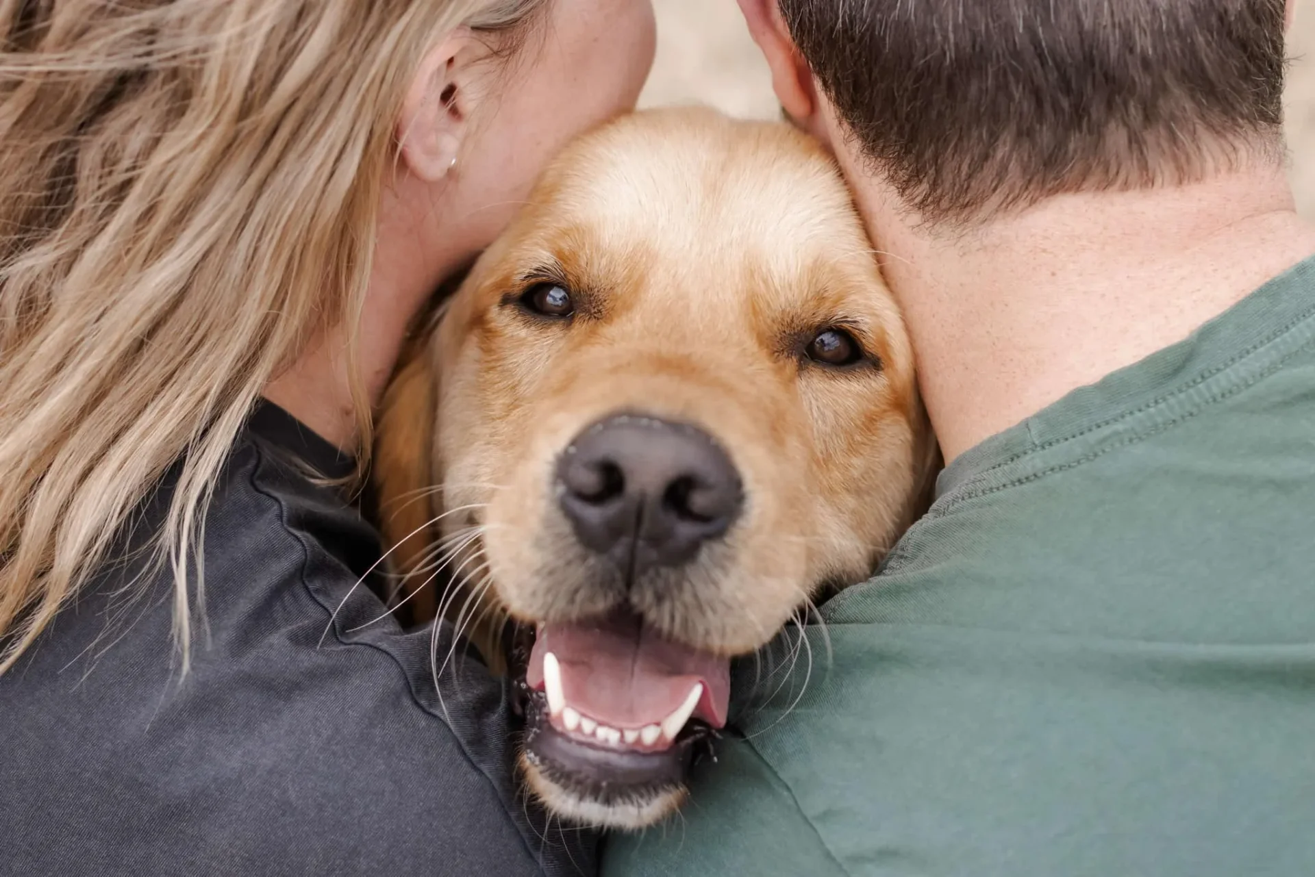 Golden retriever between owners at Melbourne's Gold Rush event.​