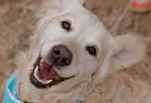 happy golden retriever at Melbourne Gold Rush event
