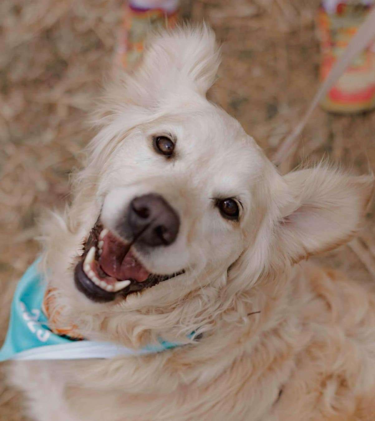 happy golden retriever at Melbourne Gold Rush event